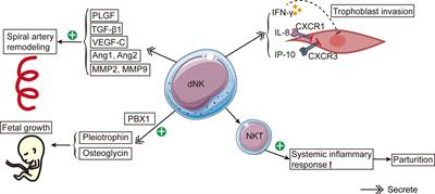 The central role of natural killer cells in preeclampsia